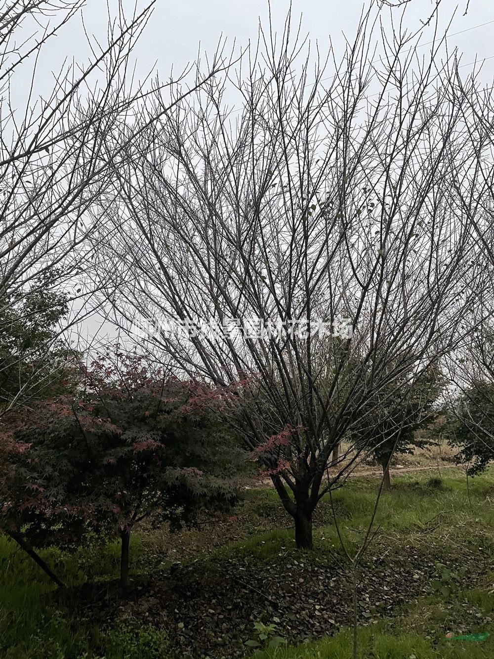 红梅批发价 精品红梅出售 浙江15公分红梅 嵊州18公分红梅
