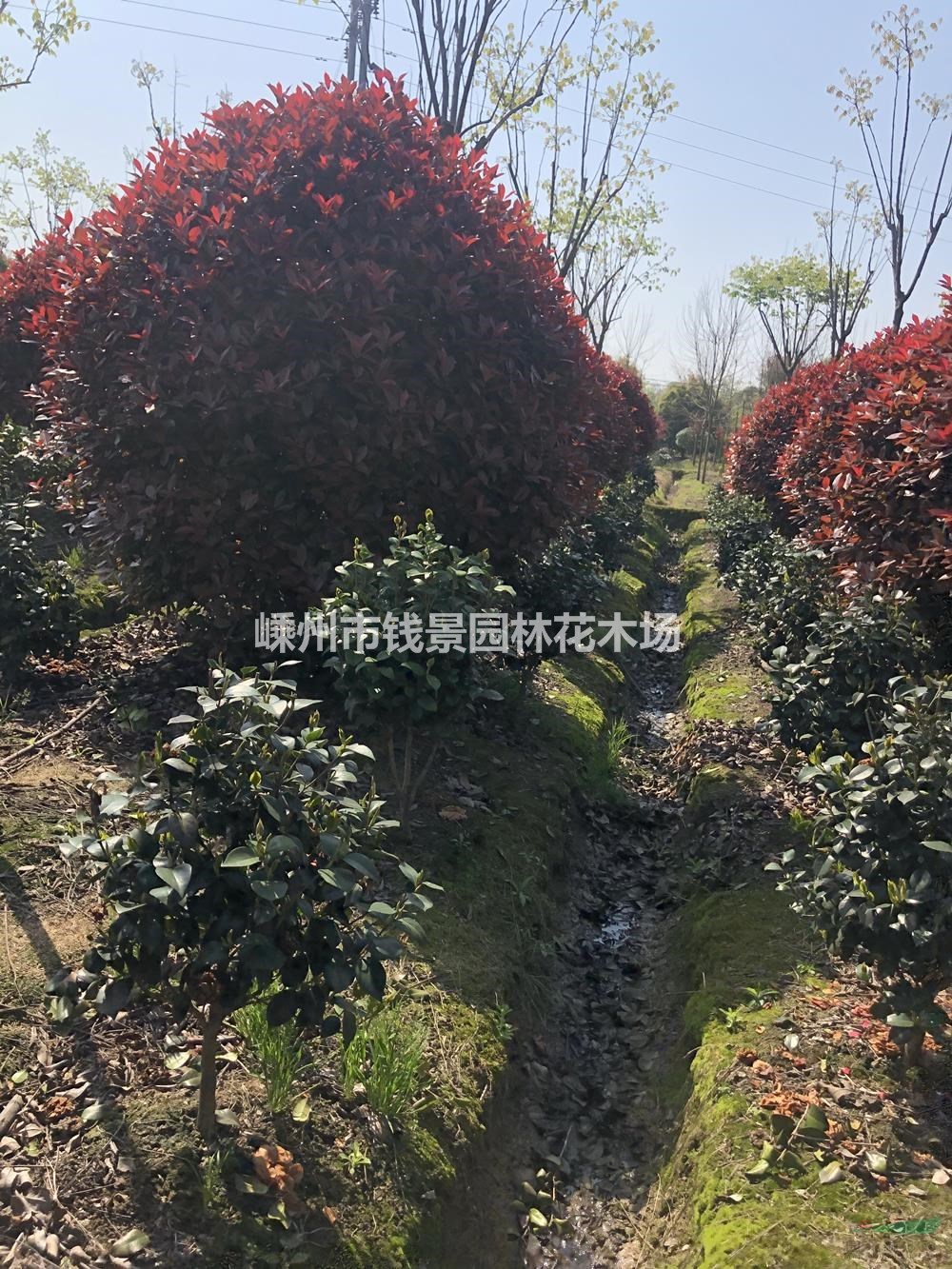 精品红叶石楠球基地直销 红叶石楠球批发价格新报价