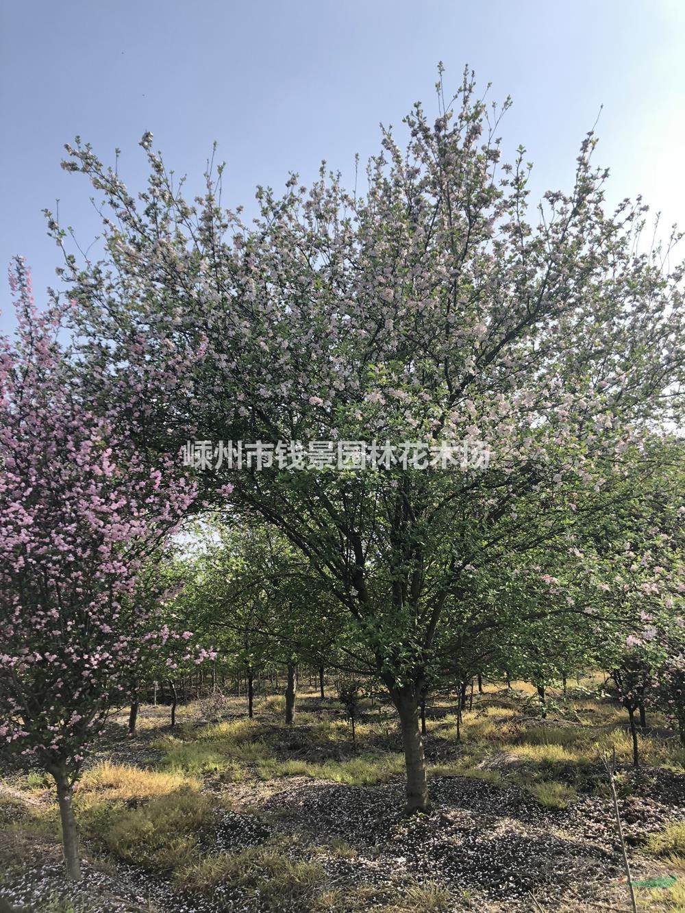 浙江地区供应3-18公分西府海棠 精品西府海棠供应商