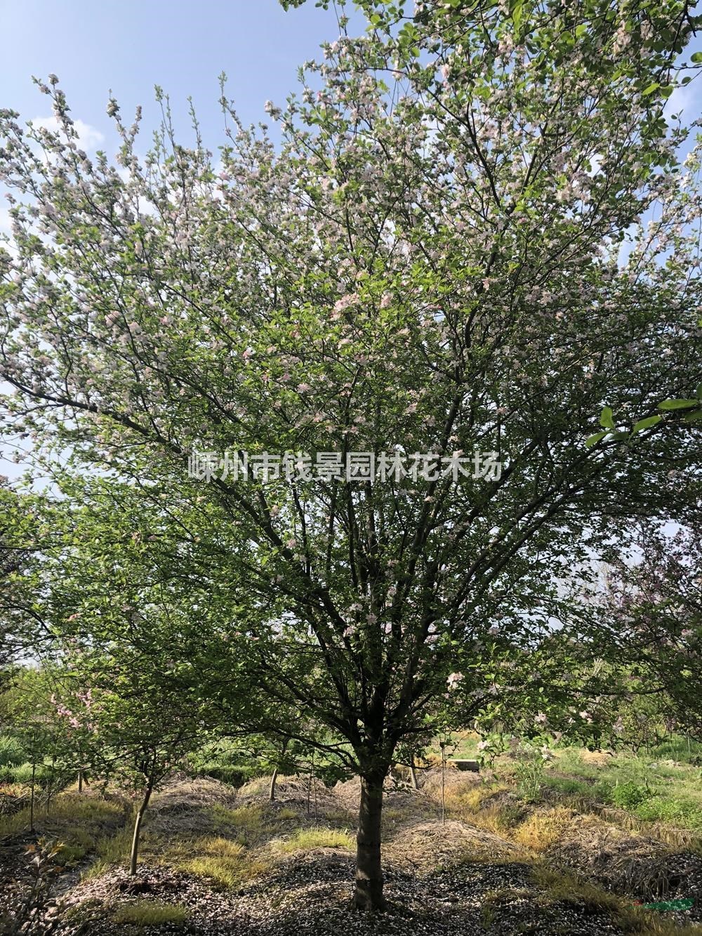 浙江地区供应3-18公分西府海棠 精品西府海棠供应商