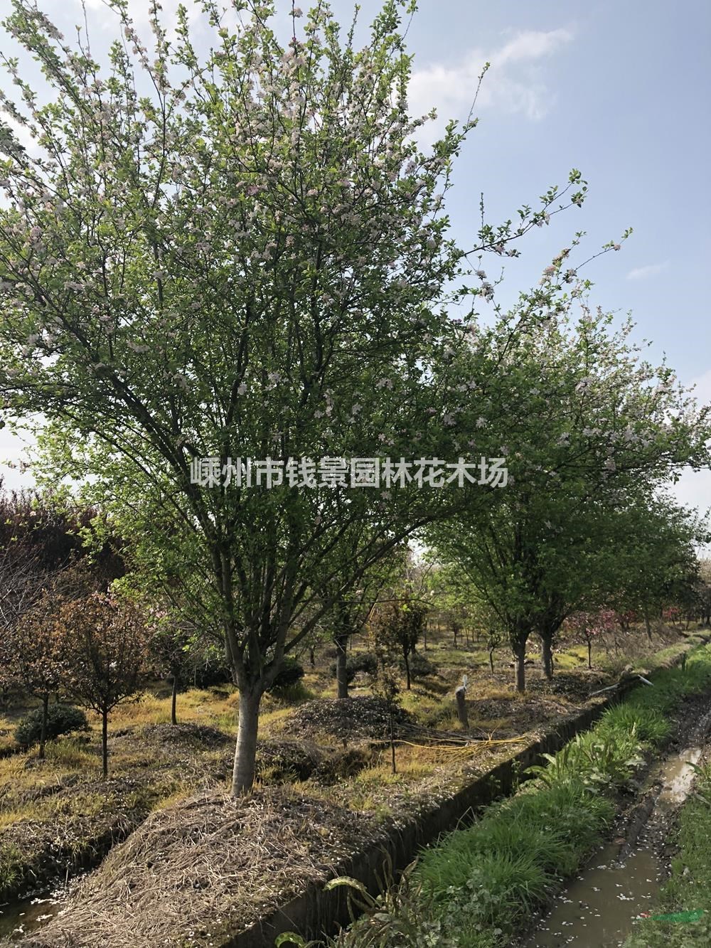 浙江地区供应3-18公分西府海棠 精品西府海棠供应商
