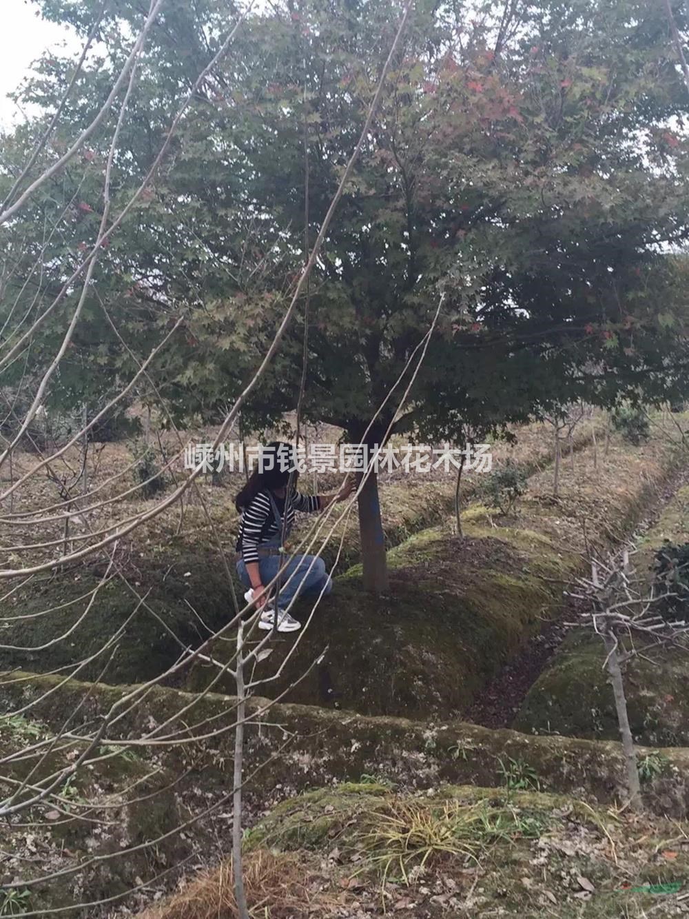 大小规格鸡爪槭基地 22公分精品鸡爪槭 25公分鸡爪槭报价