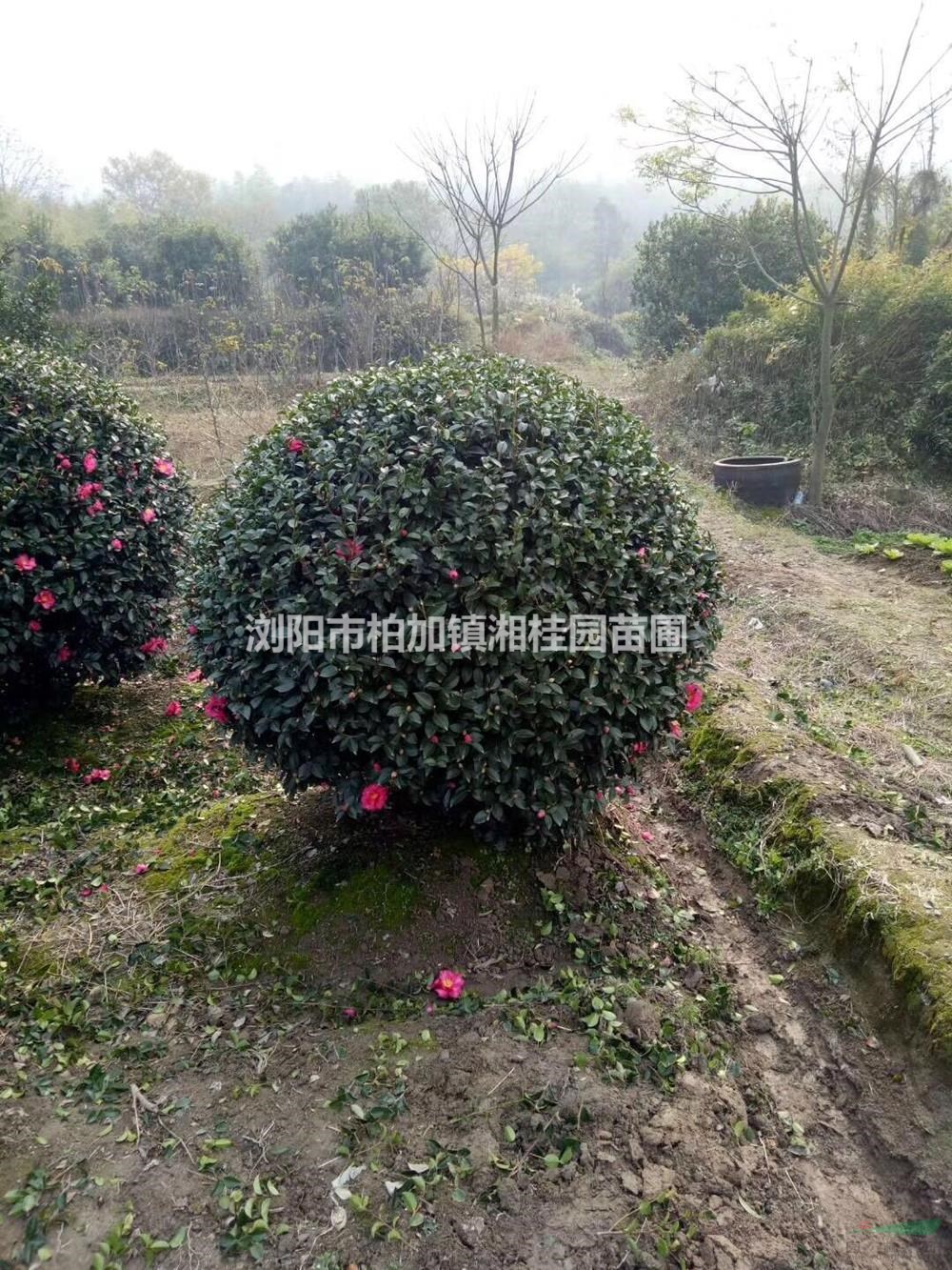 湖南茶梅球基地 長(zhǎng)沙茶梅球供應(yīng)商 優(yōu)質(zhì)特價(jià)茶梅球批發(fā)