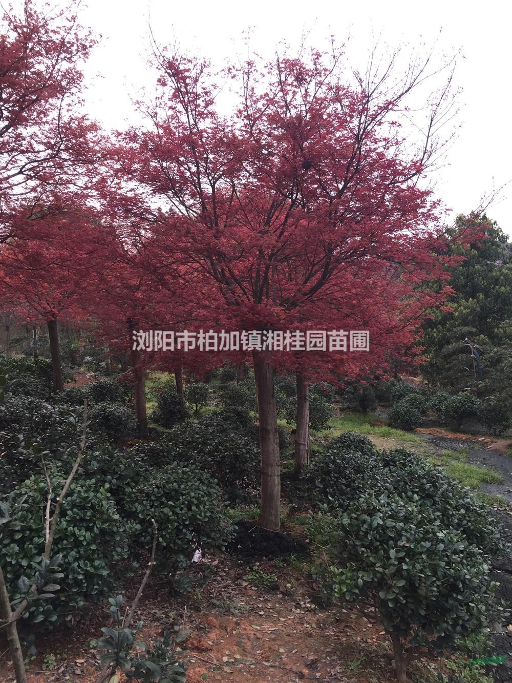 12公分紅楓 15公分紅楓 18公分紅楓報價 20公分紅楓價格