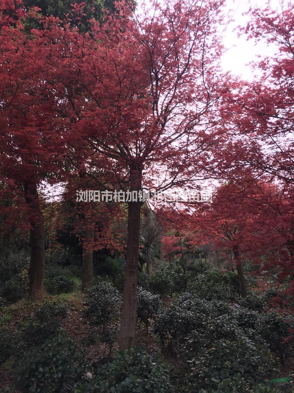 大小規(guī)格紅楓基地 優(yōu)質(zhì)紅楓供應商