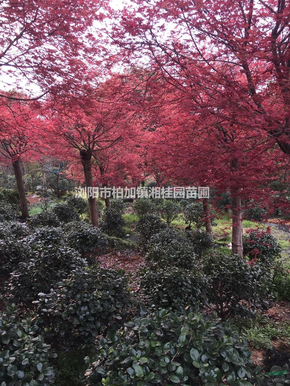 大小規(guī)格紅楓基地 優(yōu)質(zhì)紅楓供應商