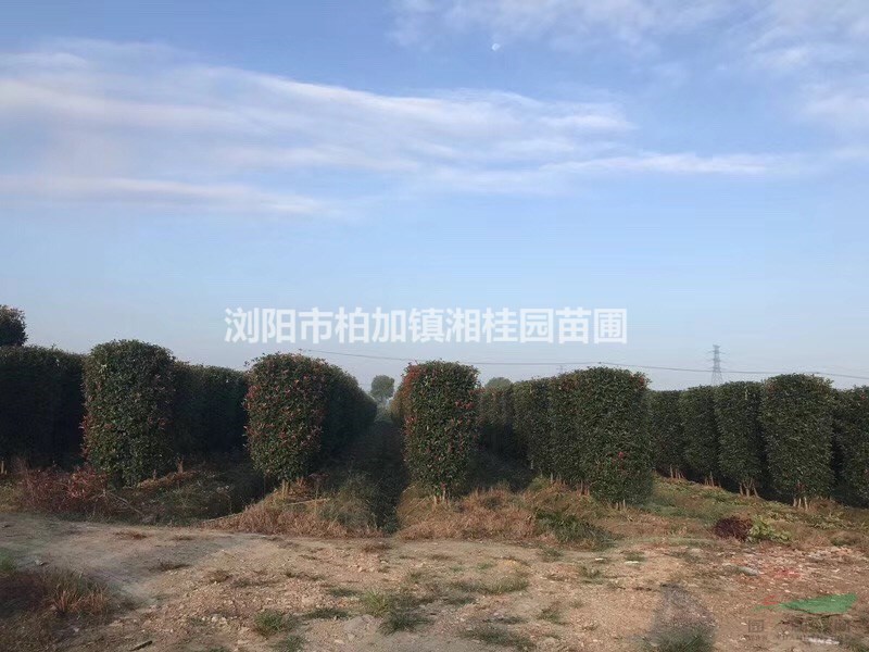 湖南紅葉石楠柱批發(fā) 高度3米紅葉石楠柱基地