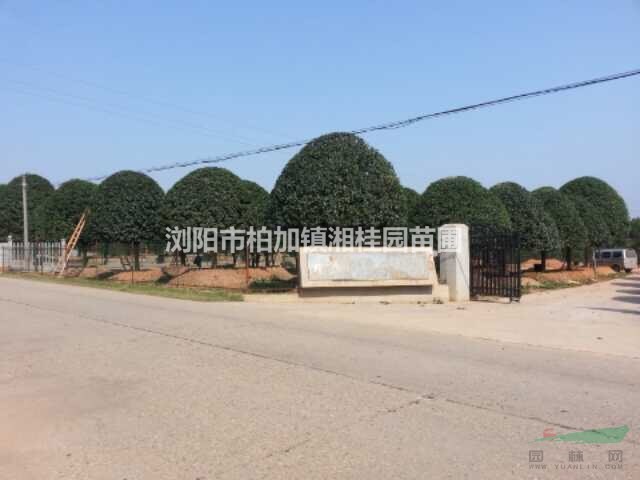 湖南桂花基地 長沙精品桂花供應(yīng)商 專業(yè)供應(yīng)桂花樹