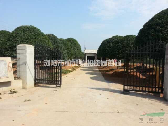 湖南桂花基地 長沙精品桂花供應(yīng)商 專業(yè)供應(yīng)桂花樹