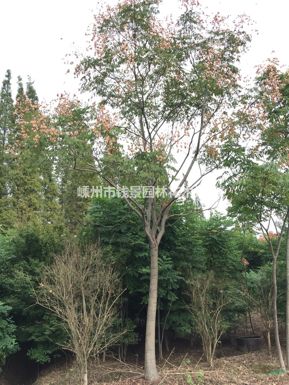 大量供应8-22公分黄山栾树 优质特价黄山栾树产地直销