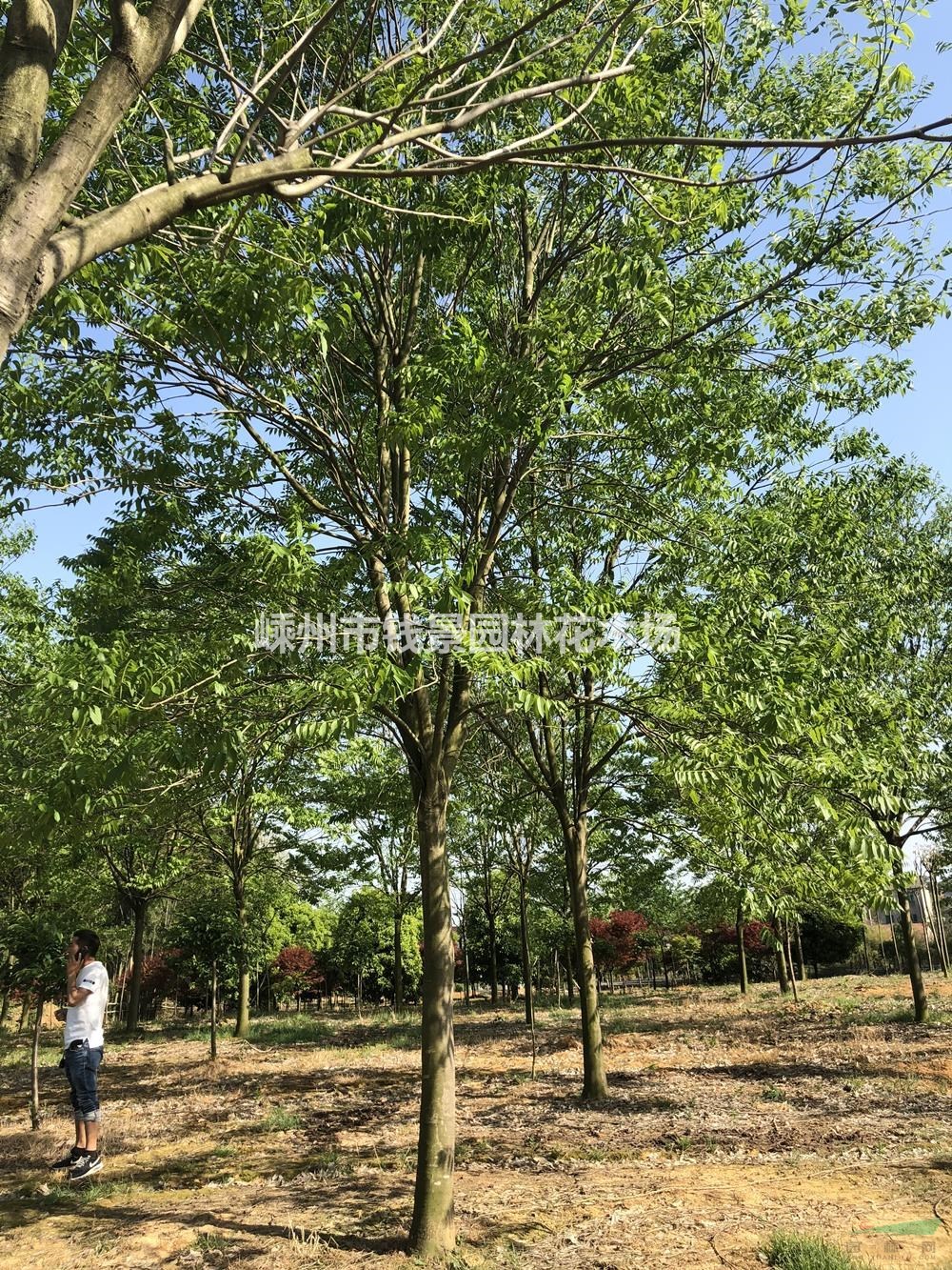 浙江嵊州地区供应12-25公分无患子 精品无患子基地