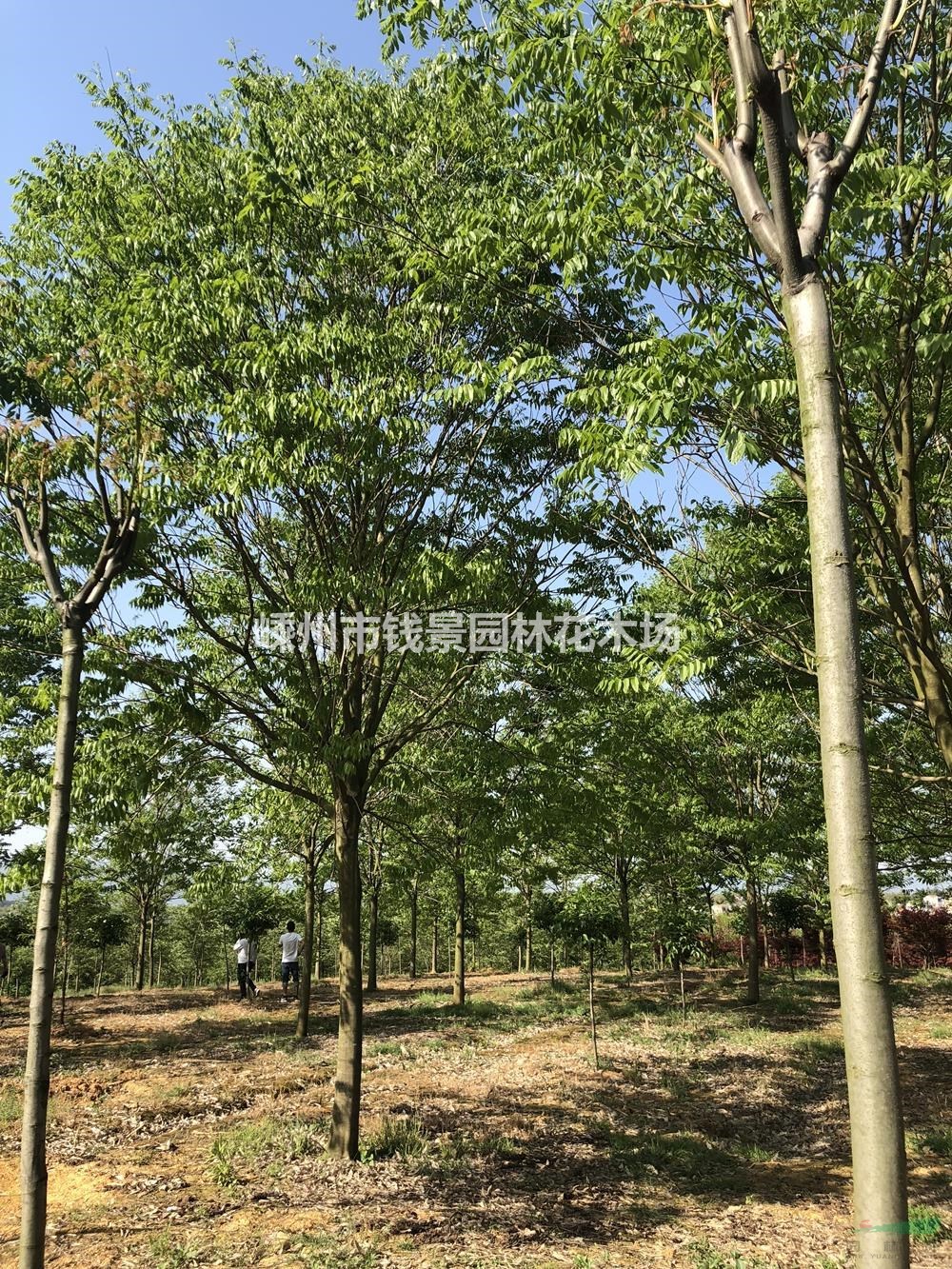 浙江嵊州地区供应12-25公分无患子 精品无患子基地