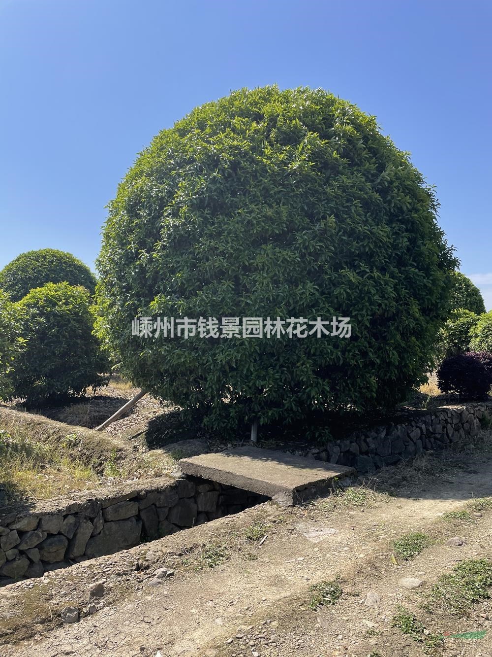 高度6米桂花树报价 精品桂花优质供应商