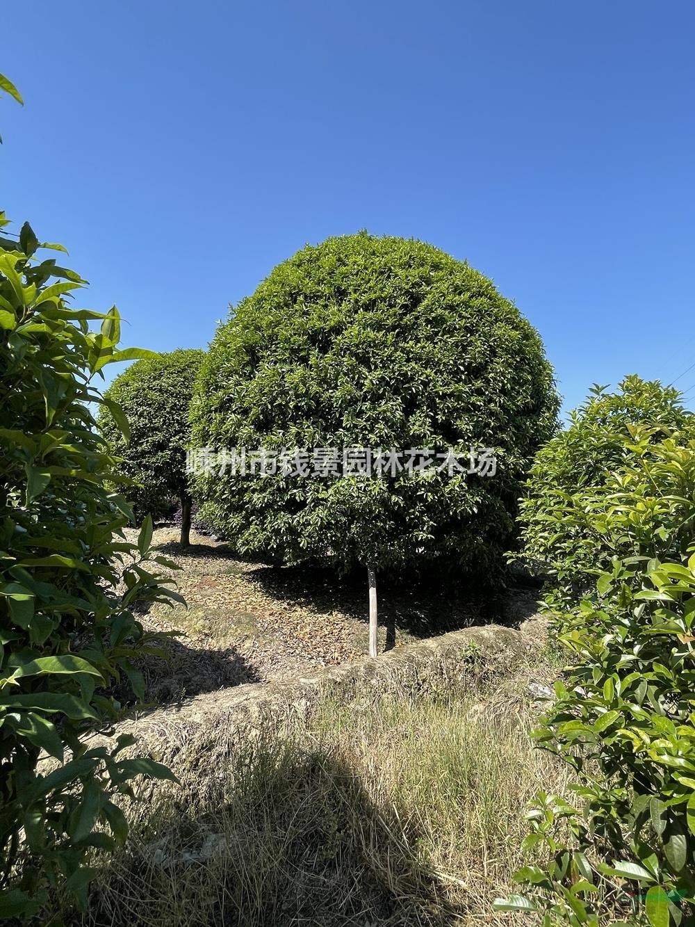 高度6米桂花树报价 精品桂花优质供应商