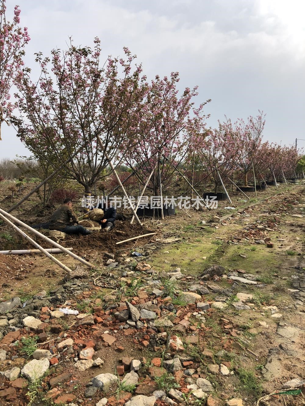 供应15公分晚樱移栽苗 12公分晚樱容器苗基地