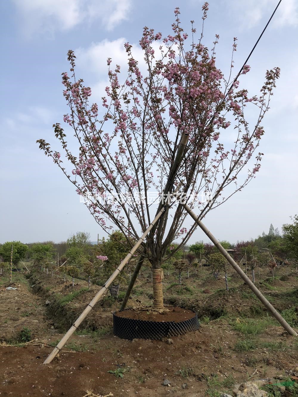 供应15公分晚樱移栽苗 12公分晚樱容器苗基地