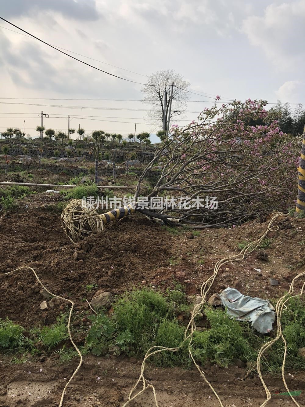 供应15公分晚樱移栽苗 12公分晚樱容器苗基地