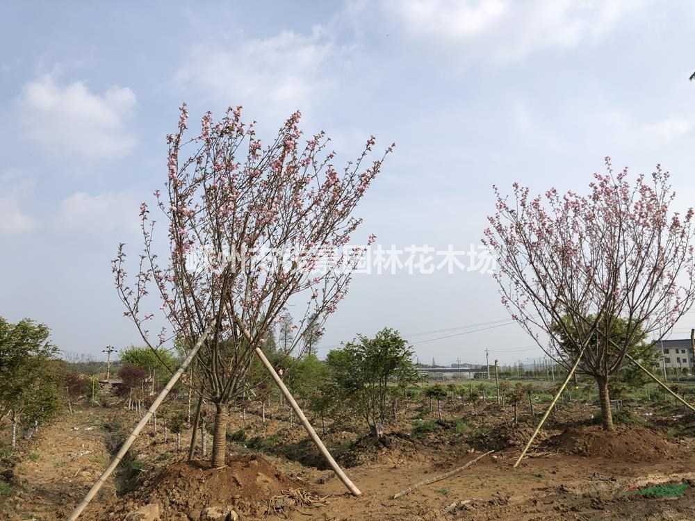 20公分精品晚樱供应商 15公分晚樱容器苗报价 晚樱移栽苗基地
