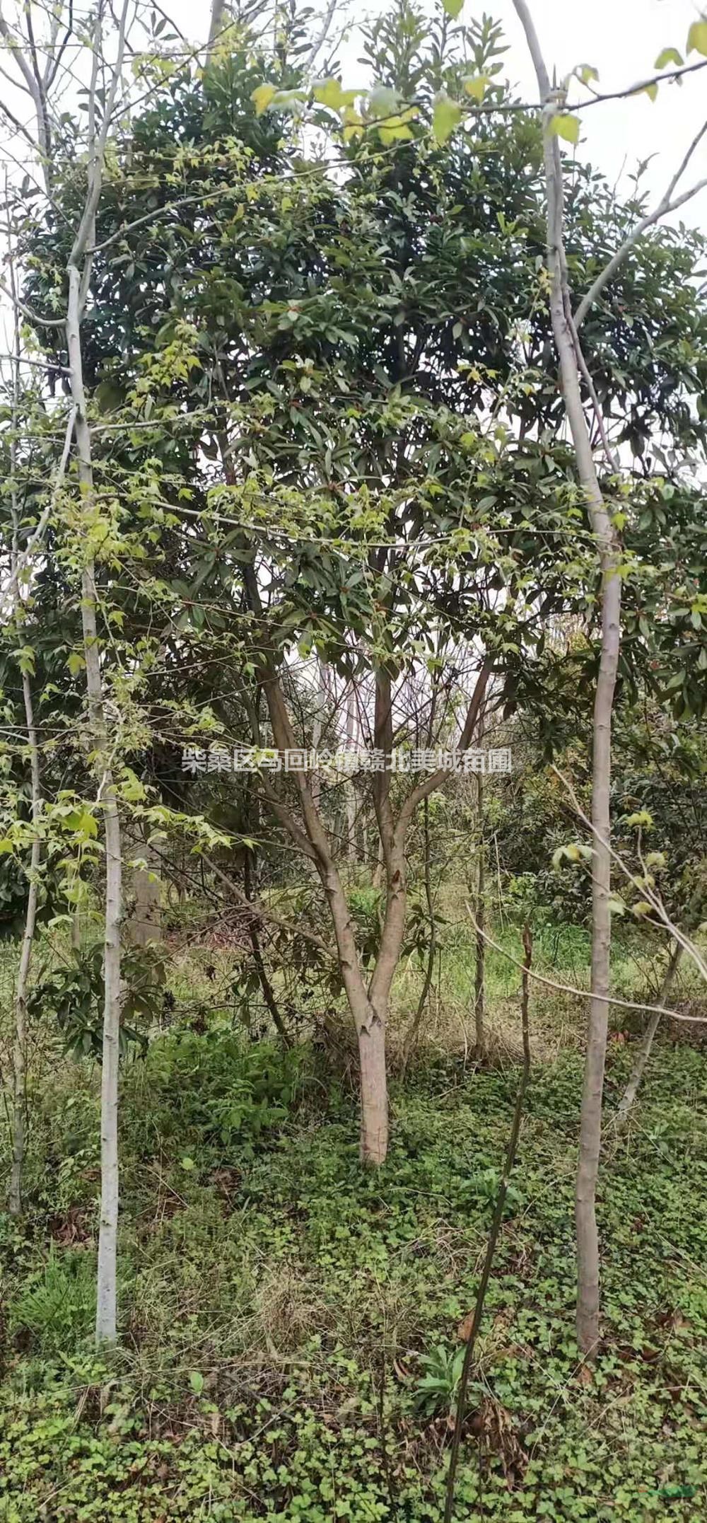 大小规格江西九江3-5公分枫香种植技术基地
