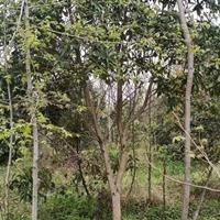 大小規格江西九江3-5公分楓香種植技術基地
