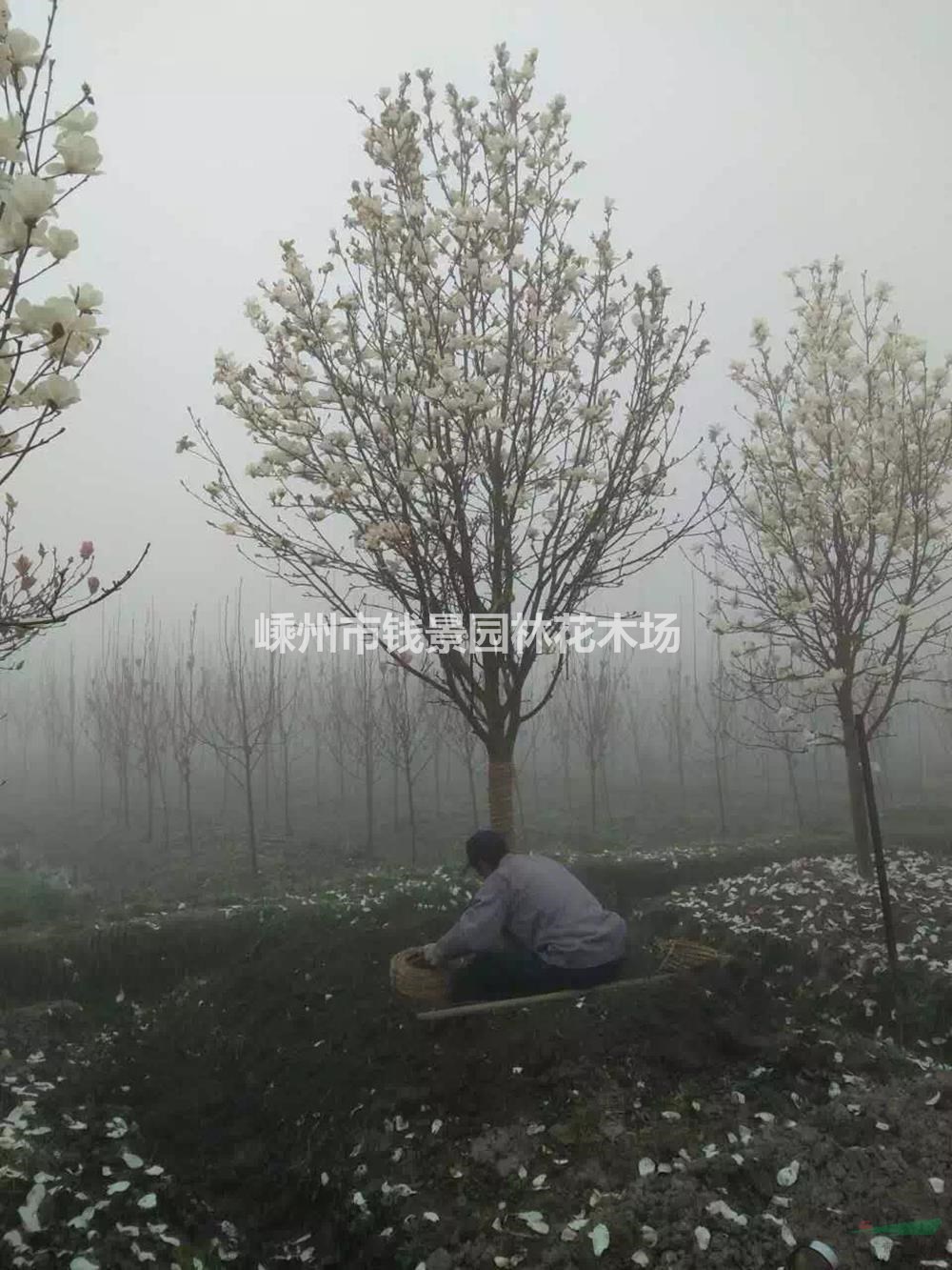 浙江供应白玉兰3-30公分 大小规格白玉兰基地
