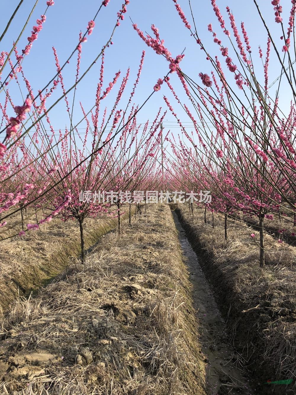 大小规格精品红梅基地 5-10公分红梅供应商