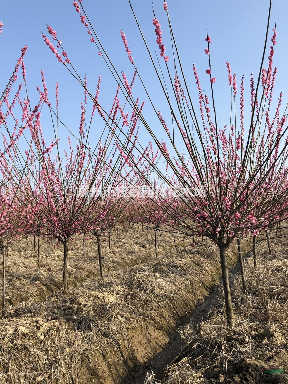 大小规格精品红梅基地 5-10公分红梅供应商