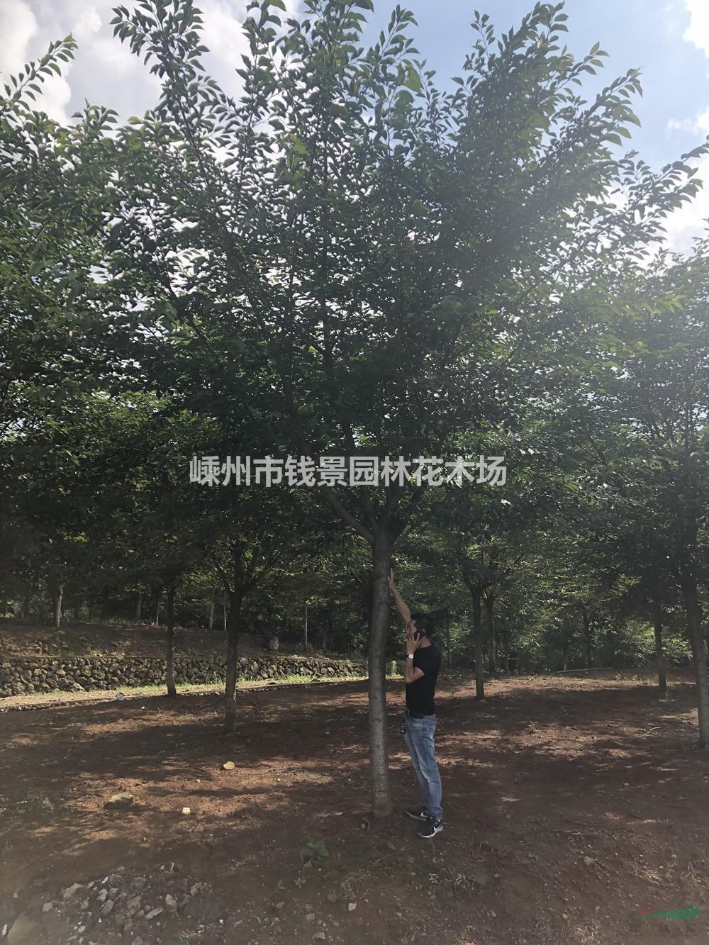 浙江地区供应10-20公分高杆樱花 高分枝点樱花