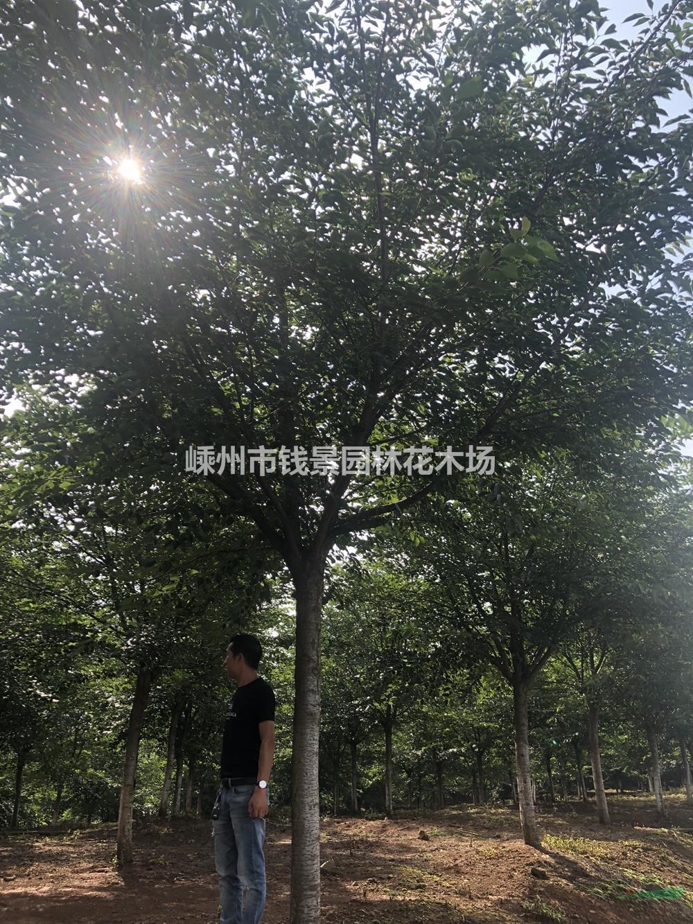 浙江地区供应10-20公分高杆樱花 高分枝点樱花