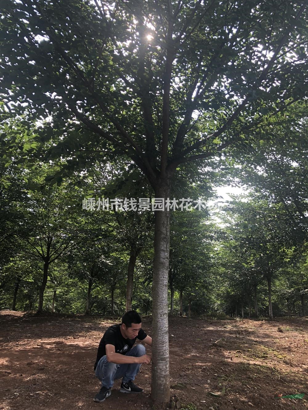 浙江地区供应10-20公分高杆樱花 高分枝点樱花