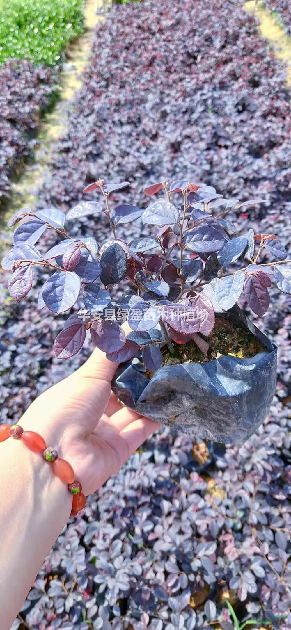 大小規(guī)格紅花繼木高度35公分5斤袋7斤袋小苗基地