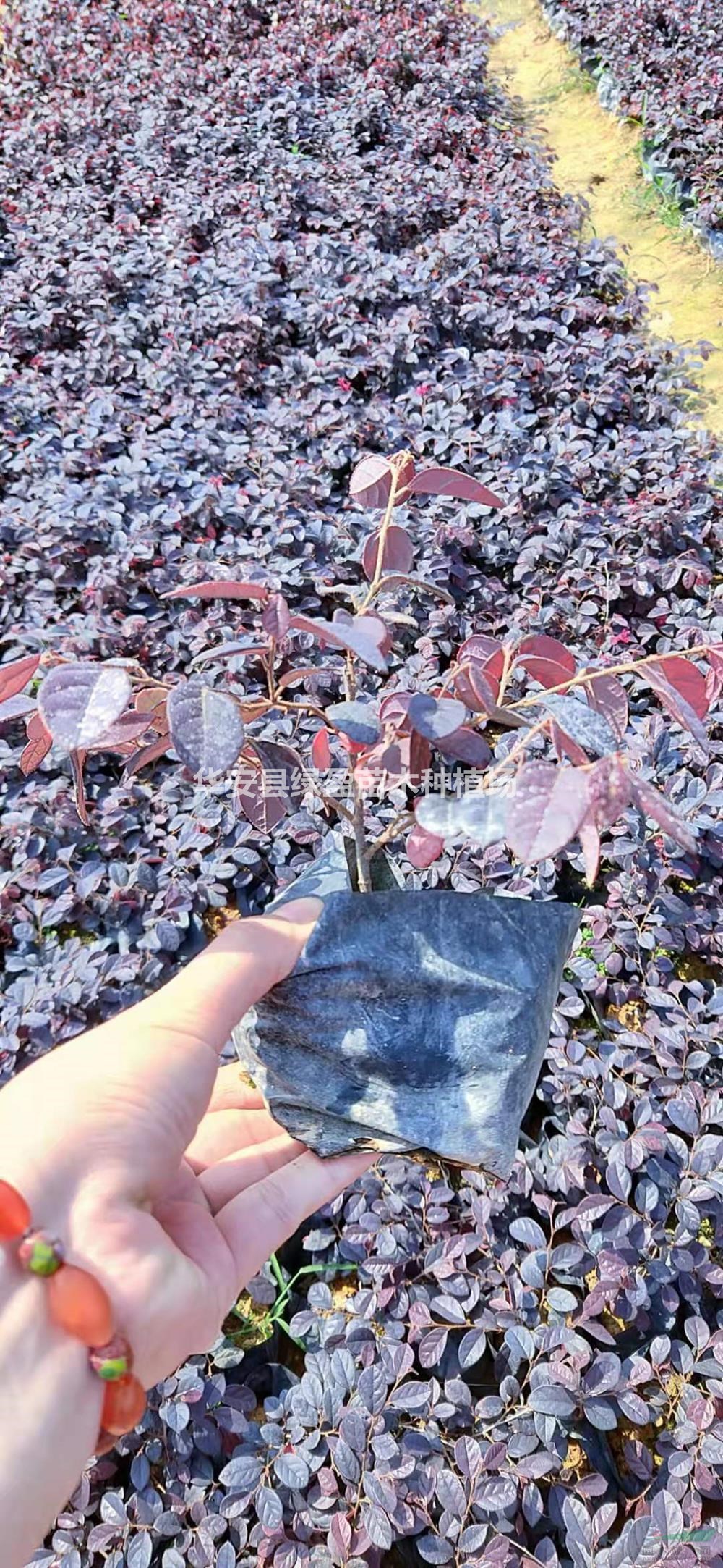 大小規(guī)格紅花繼木高度35公分5斤袋7斤袋小苗基地