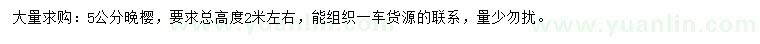 求購5公分晚櫻