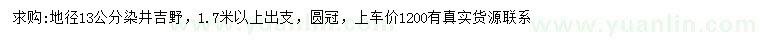 求購地徑13公分染井吉野