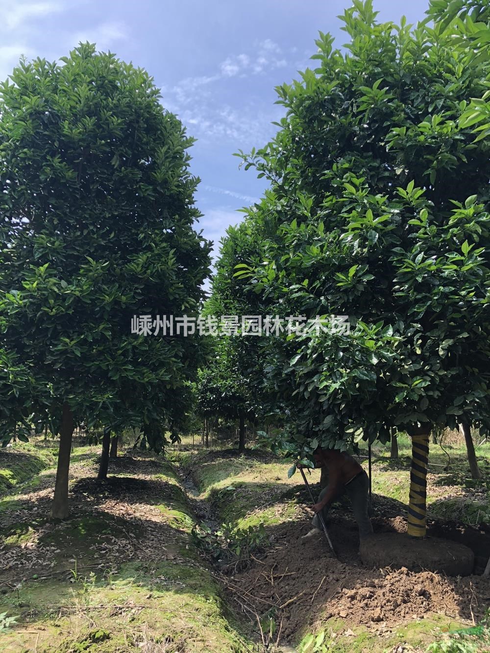 浙江供应10-20公分香泡 精品香泡供应商