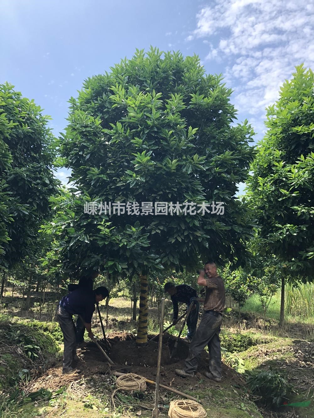 浙江供应10-20公分香泡 精品香泡供应商