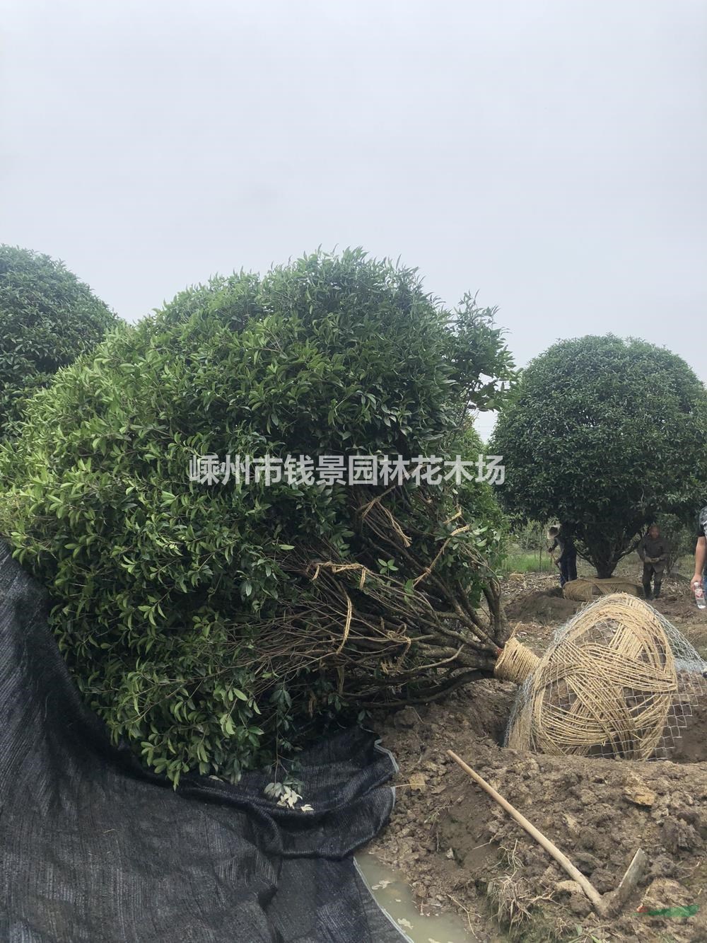 供应5-6米桂花 浙江5米精品桂花 嵊州6米桂花基地