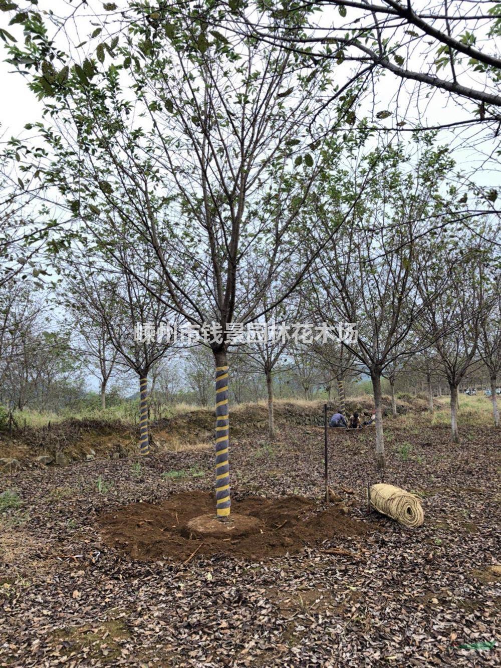 供应10-20公分高杆樱花 精品高杆樱花 20公分高杆樱花基地