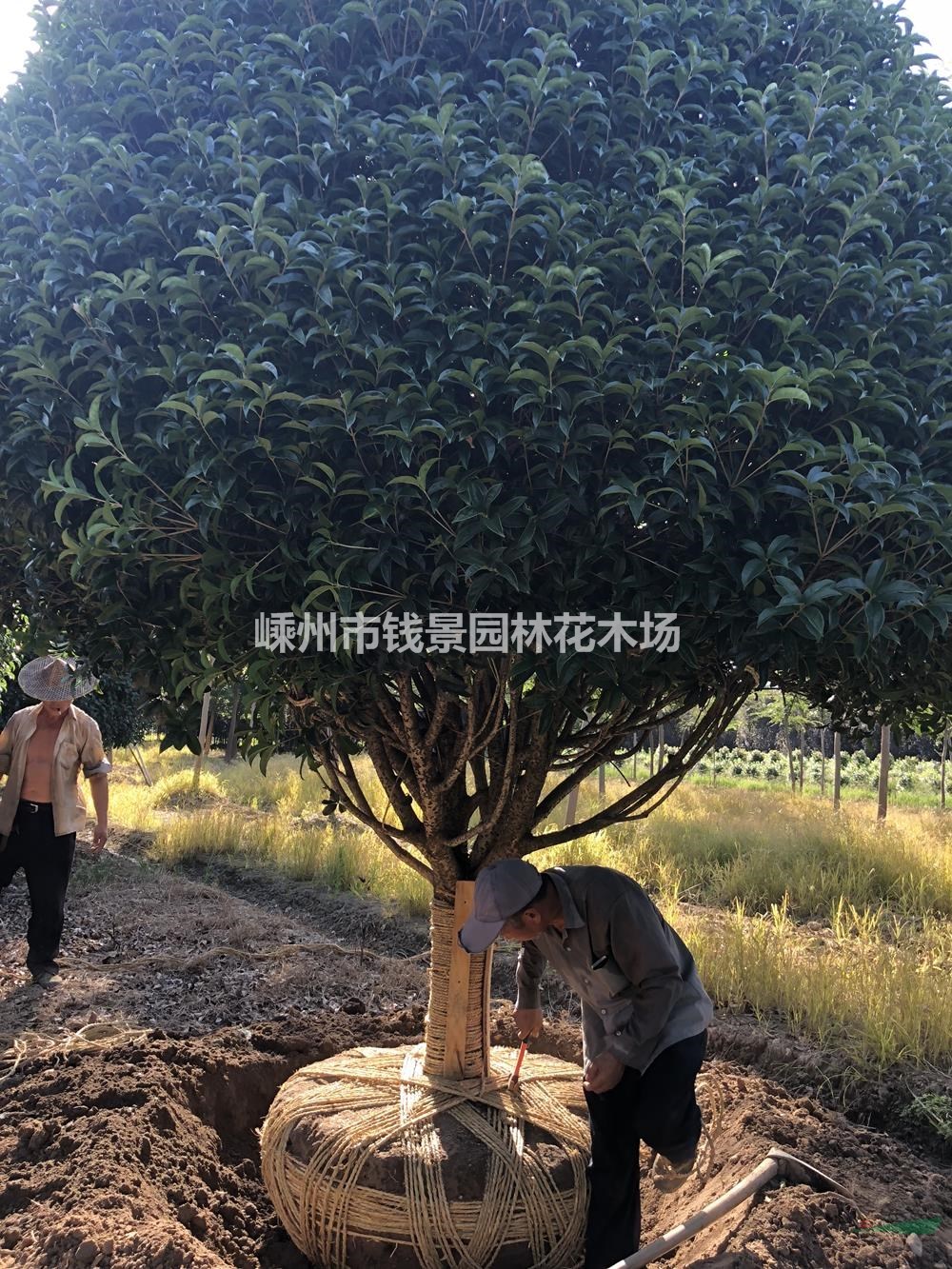 大小规格精品移栽桂花基地 优质特价精品移栽桂花
