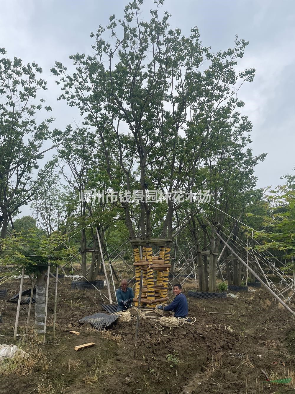 浙江供应丛生乌桕规格齐全 5-25公分丛生乌桕供应商