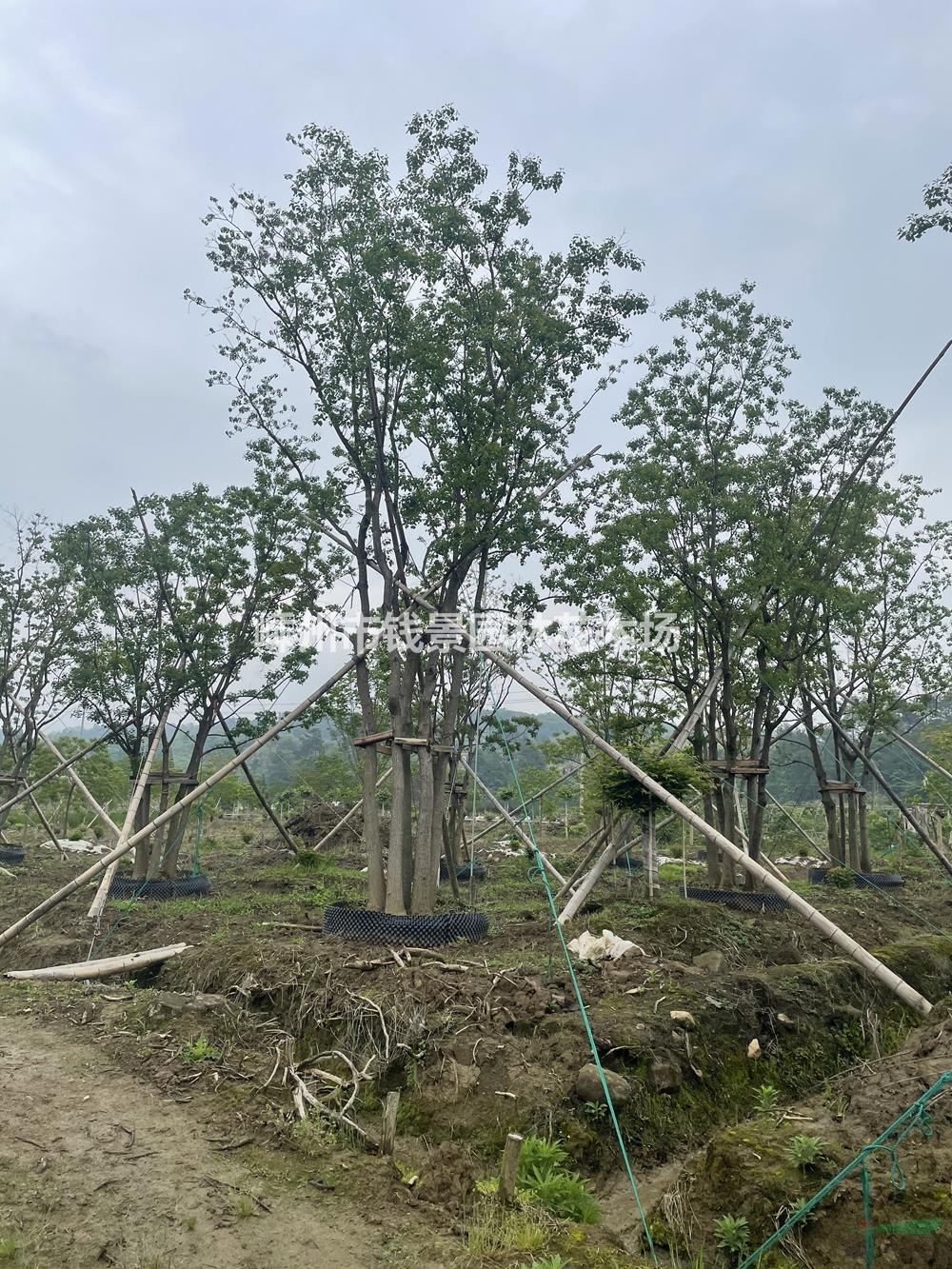 浙江供应丛生乌桕规格齐全 5-25公分丛生乌桕供应商