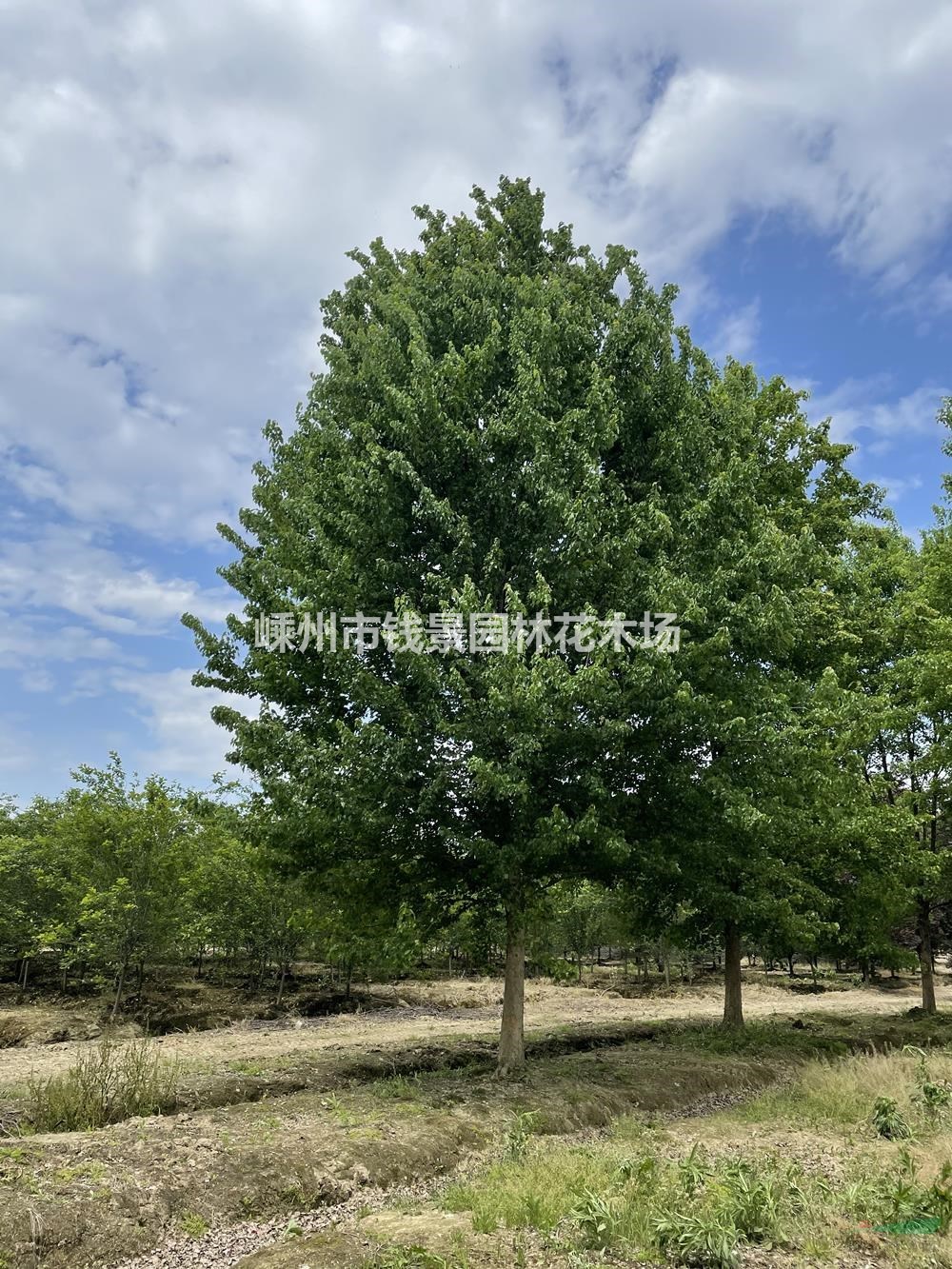 浙江供应12-25公分精品三角枫