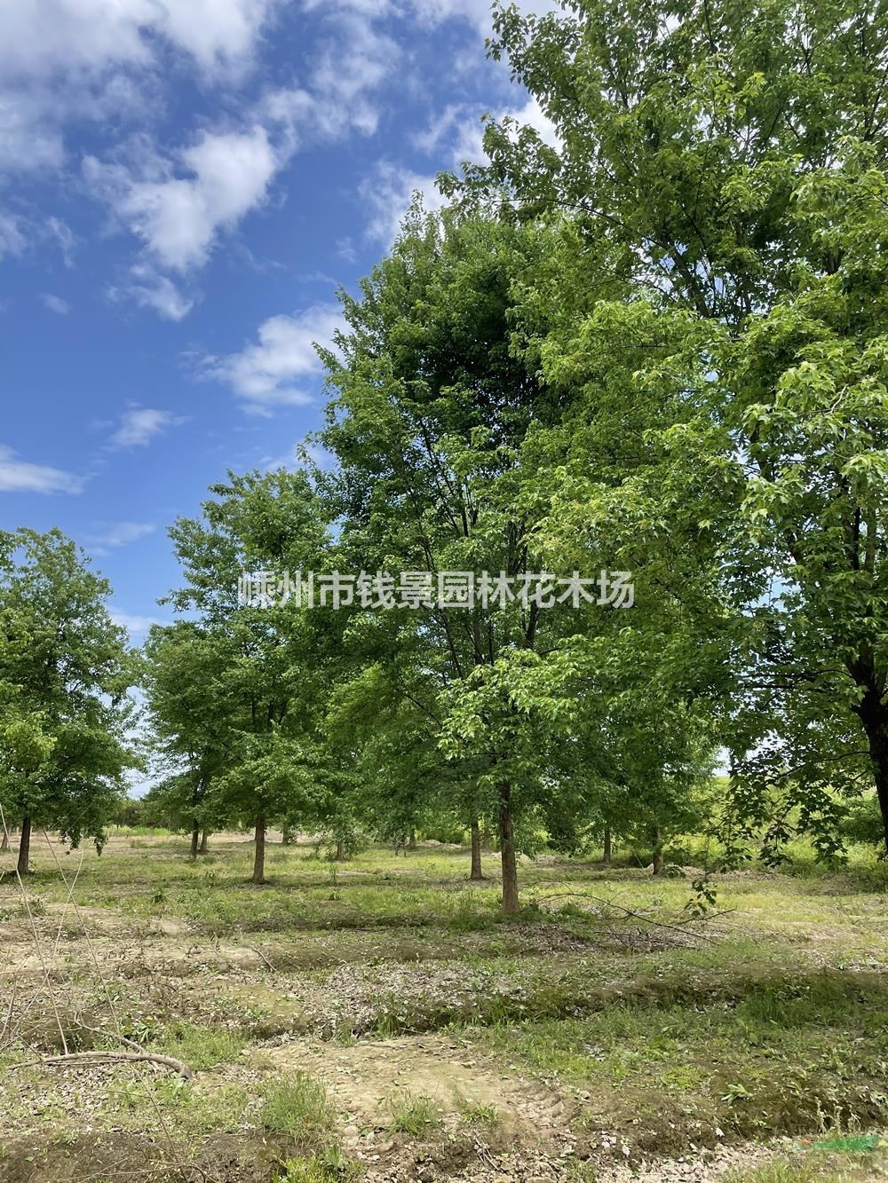 浙江供应12-25公分精品三角枫