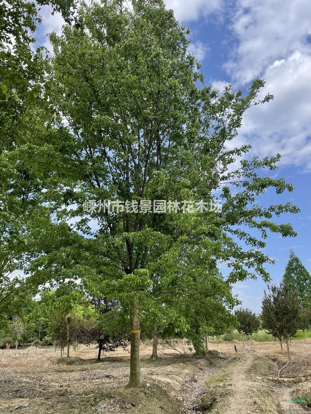 15公分精品三角枫 18公分精品三角枫 20公分精品三角枫