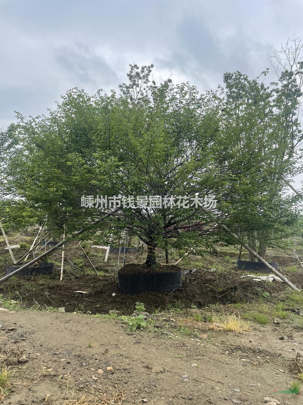 浙江供应12-18公分精品移栽红梅