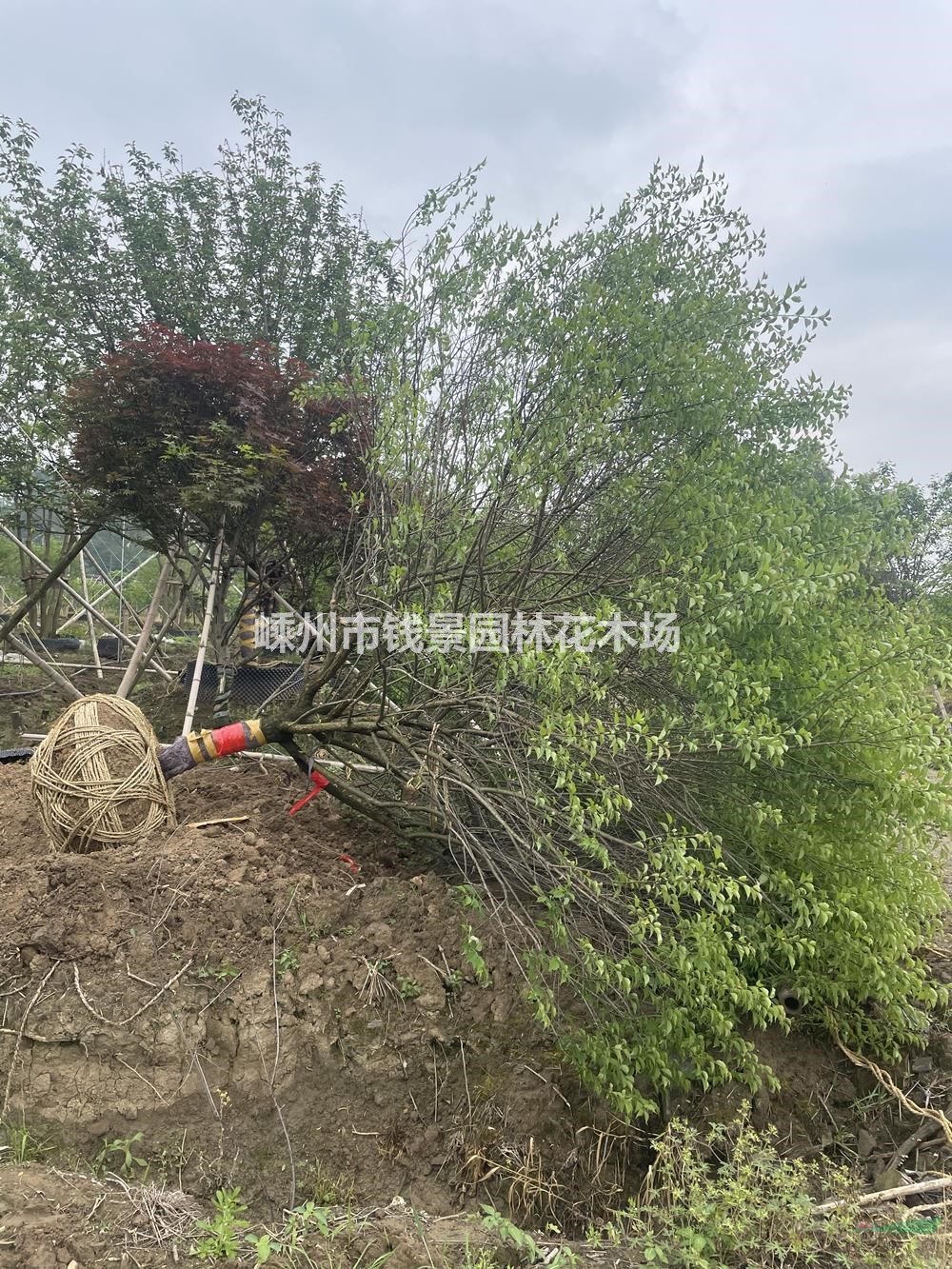 浙江供应12-18公分精品移栽红梅