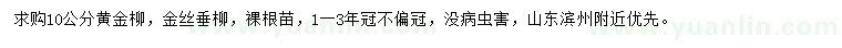 求購10公分黃金柳、金絲垂柳