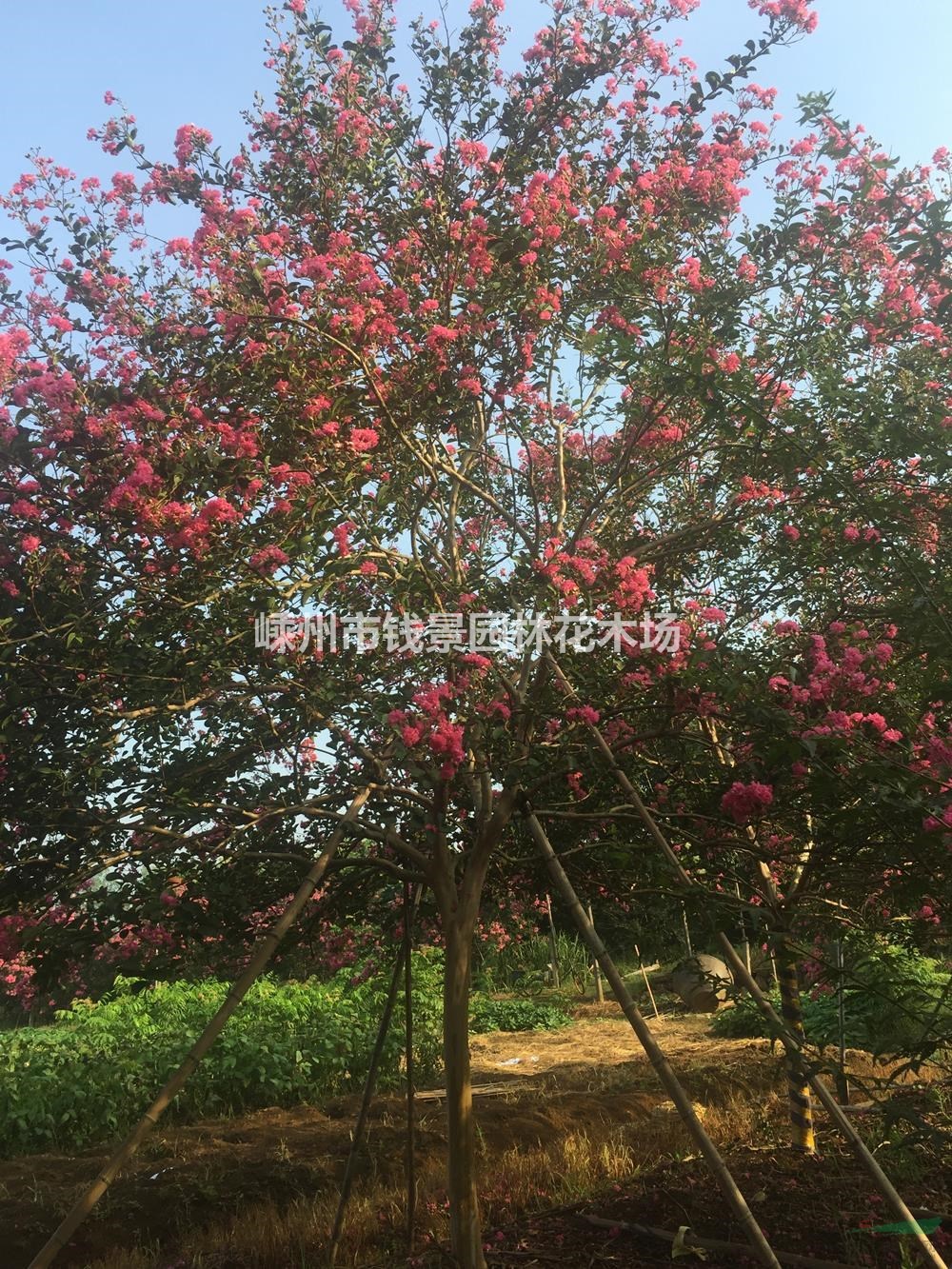 浙江紫薇基地 嵊州紫薇供应商 大规格紫薇产地