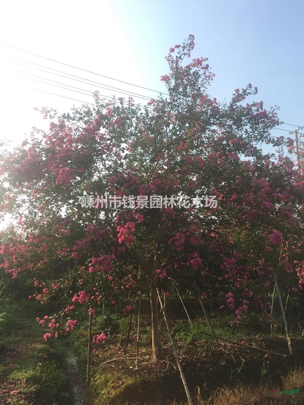 浙江紫薇基地 嵊州紫薇供应商 大规格紫薇产地