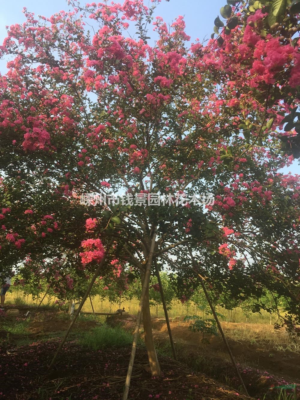浙江紫薇基地 嵊州紫薇供应商 大规格紫薇产地